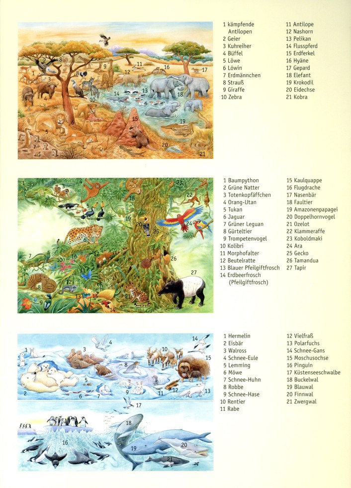 Hans-Günther Döring - Mein großes Wimmelbilderbuch der Tiere – Bild 3