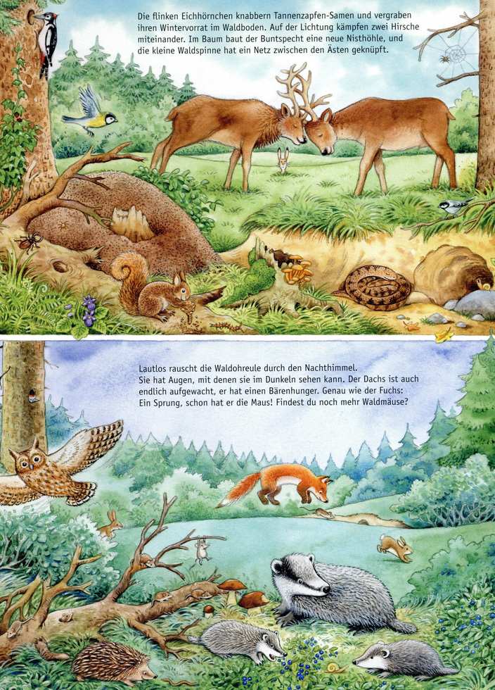 Hans-Günther Döring - Mein großes Wimmelbilderbuch der Tiere – Bild 2